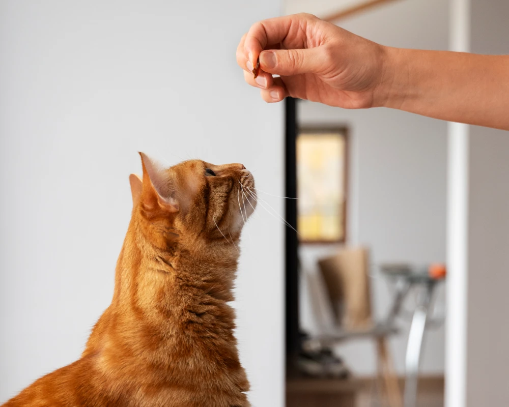 pet automatic feeder